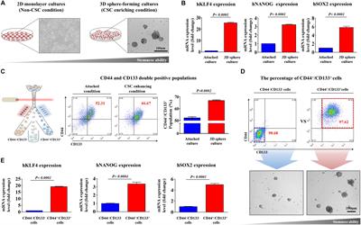 A Novel Therapeutic Approach for Colorectal Cancer Stem Cells: Blocking the PI3K/Akt Signaling Axis With Caffeic Acid
